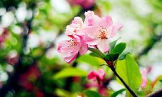 十种在院子里能带来最大财富的鲜花并为家宅增福的秘笈