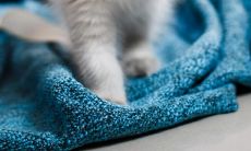 1991年出生的属羊女和1994年出生的属狗男,以及在1982年出生的属狗人一起来看看,他们的命运如何?