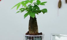 招财树适合在花盆中生长吗?针对不同种类的招财树,有哪些养护技巧需要注意?