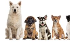 今天是属狗人的幸运日,因为它带来偏财运!