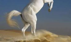 哪些是十二生肖中最容易走桃花运的年份,以及哪些生肖尤其容易遇到桃花运?