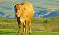 预测97年出生的属牛男孩在2023年可能面临的命运和挑战