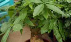 为什么招财树的叶子会变枯黄?招财树的正确摆放方式和养护要点详解(附招财树摆放图)