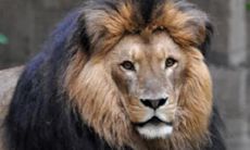 狮子属于哪一个动物种类? (以及双子座男今天的桃花运)