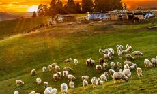 想知道36岁的摩羯座人属于哪个生肖吗?探究摩羯座与生肖的最佳搭配