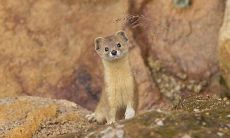 早晨窥见黄鼠狼进入家门:有哪些前兆需要留意?