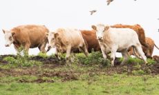 9七年属牛一生运势(73年属牛人9月运势)