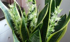 招财的干花有哪些(家中摆什么干花招财)