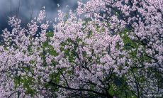 分手后桃花运很好怎么回事(走桃花运的人运气如何)