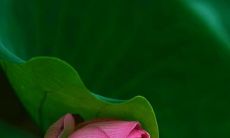 周公解梦梦见自己拉肚子是什么意思(属鼠男和属猴女婚配)