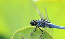 风水中何为蜻蜓点水(属蛇天秤座女2023年运势)