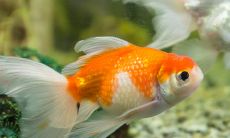 两个鱼缸养几条鱼好旺财(鱼缸养几条鱼最好风水)