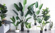 家庭财位放什么植物好(家中财位放什么植物最招财)