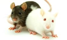 十二生肖运势2023大全运程免费(属狗2023年运势)