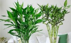 属蛇女养什么植物招财(属蛇的养啥花对财运好)