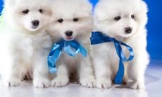 属狗的和什么配最合适呢(属狗女和什么属相最配)