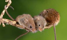 属鼠的人不能和什么属相结婚(2个属鼠的人结婚好吗)