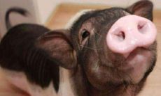 1983年属猪的命怎么样(属猪1983年)