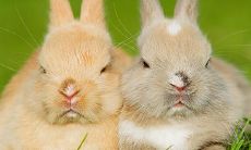 属兔有几次难87(属兔1987年什么时候有劫难)