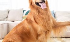 女人梦见狗一直追着我(女人梦见狗扑上来咬自己)