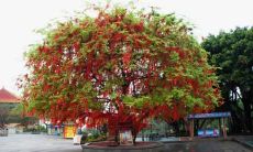 月老姻缘树宣词(求姻缘要对月老怎么说)