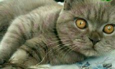 属虎的人适合养什么狗(属虎的人养狗运气如何)