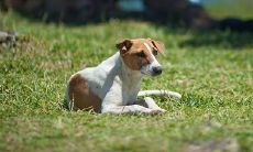 属狗生肖相冲的植物有哪些(属猴跟什么属相冲)