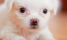 生肖狗的处女座特点(十二生肖狗女的性格)