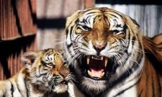 属狗的男人会很疼女朋友吗(属狗男真正爱的女人)