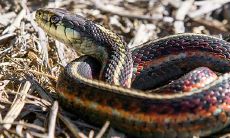 孕晚期梦见床上有蛇(孕妇梦见蛇在床下什么预兆)