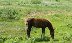 今日生肖每日运势查询(属鸡今日运势)