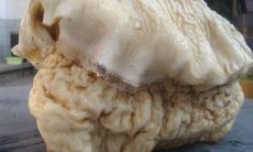 工地挖出来太岁(土里挖出太岁好不好)