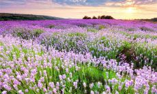 己卯大运是什么运(走己卯大运是什么意思)