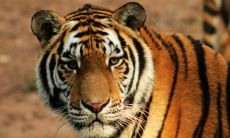 老虎招财辟邪保平安(男人佩戴什么招财辟邪)