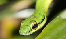 梦见蛇从身体钻出来(属羊女会原谅出轨男吗)