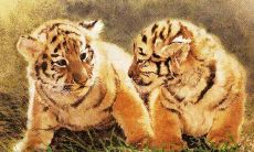 属虎的和属马的合不合婚(属蛇和属马的合不合)