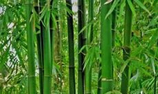 风水竹叫什么(栽竹子的风水讲究)