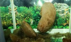 吃了太岁肉会怎么样(太岁吃了会怎么样)