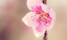 1987属兔的桃花位在哪里(1987年属兔的桃花劫)