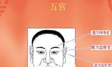 五官面相图解大全(面相十二宫口诀)