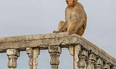 今年属猴是多少岁(今年属牛的是多少岁)