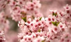 桃花运旺不旺是什么意思(桃花运旺是什么原因)