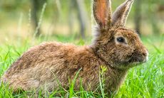 属兔男适合做什么生意(属兔女适合做什么行业)