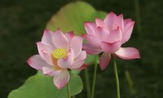 水瓶座女的可怕之处(水瓶座女的缺点有哪些)