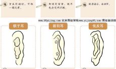 两耳垂珠面相(耳垂面相图解)