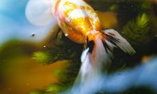 养金鱼能旺财吗(哪种金鱼招财好养)