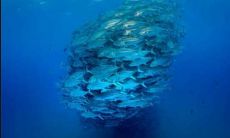 已婚女人梦到鱼是不是怀孕了(已婚女人梦见抓好多鱼)