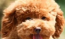 男狗起什么名字招财(给狗取名招财的叫什么)