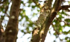 八字缺木的女人的命运(八字缺木怎么补)