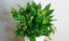 阳台种什么招财(阳台适合养什么植物风水好)